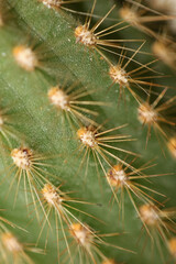 Cactus close up high quality prints modern background espostoa guentheri cactaceae family