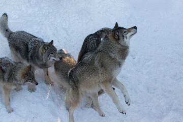 Feeding time, northwestern wolf in winter	