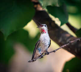 Listen for the mighty roar of the Humming bird.
