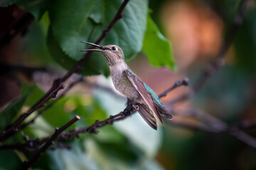 Listen for the mighty roar of the Humming bird.