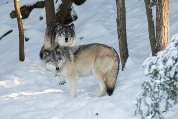 northwestern wolf portrait in winter