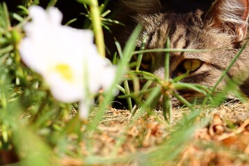 
curious kitten watching the landscape near a flower