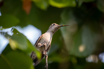 Fototapeta na wymiar A Female Hummingbird resting ina a backyard tree