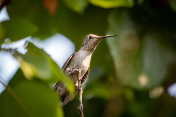 A Female Hummingbird resting ina a backyard tree