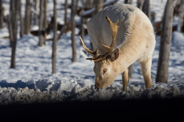 White  fallow deer (Dama dama) in winter