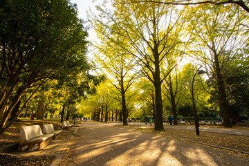 光が丘公園イチョウ並木