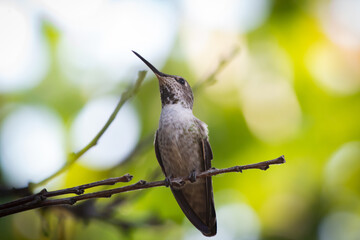 A Female Hummingbird resting ina a backyard tree