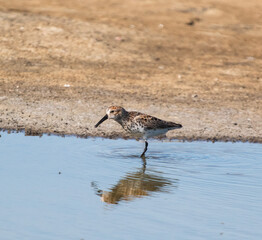 A western Sandpiper doing its thing by the water in the Bay Areas