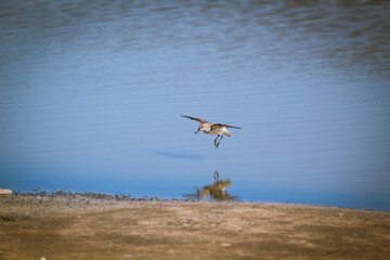 A western Sandpiper doing its thing by the water in the Bay Areas