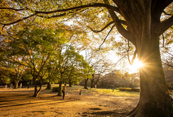 Fototapeta premium 光が丘公園イチョウ並木