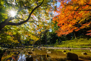 Fototapeta premium 小石川後楽園