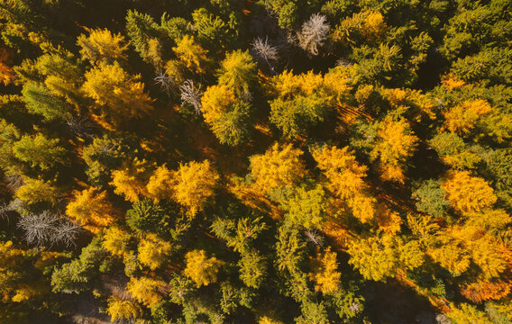 Aerial view of golden and green larches forest in Trivero, Piedmont, Italy.