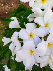 Flor Branca sendenta e desejada