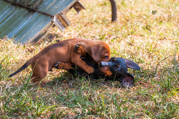 Two dachshund dogs playing on the garden