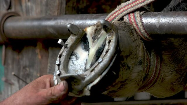 Hands of farrier nailing new horseshoe close up. Blacksmith shoeing horse at a farm. Animal care concept.