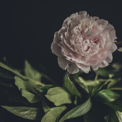  peonies flowers