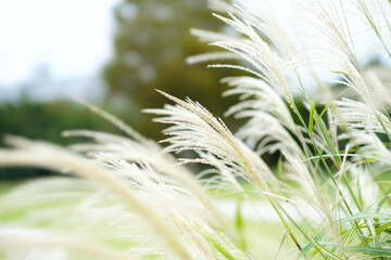 ススキ
Susuki grass
