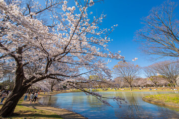 春の代々木公園