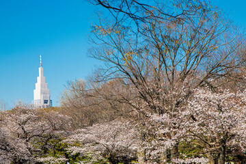春の代々木公園