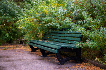 Cozy green wooden bench under tree branches in the park on a rainy day - 405008684