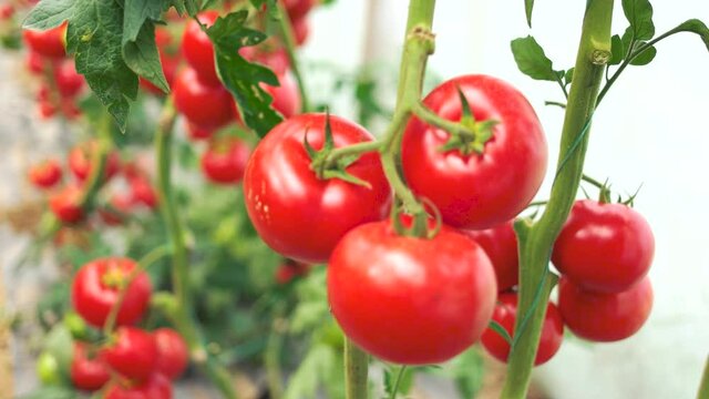 Ripe tomato vegetables growing on vine in greenhouse. Planting and harvesting tomato plants. Tips for growing tomatoes.