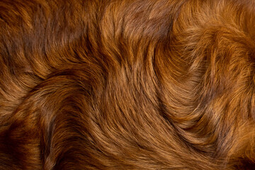 Shinning brown fur golden retriever long hair background texture