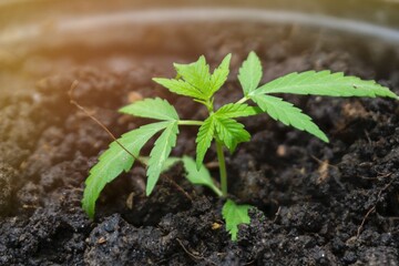 close up of Marijuana in pot