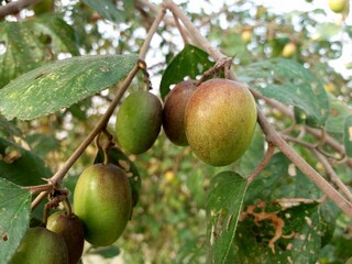 Plum fruits hanging on the tree