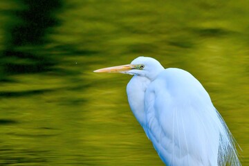 静かに佇むダイサギ成鳥