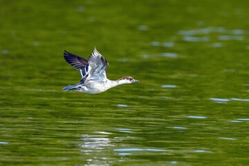 グリーンの水面をバックンに飛ぶミコアイサメス