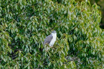 周囲を警戒するオオタカ成鳥