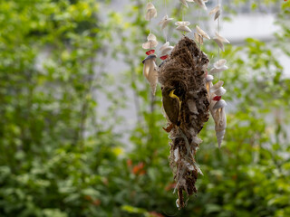 we can live together. Sunbird build their home on Mobile shell in front of my home