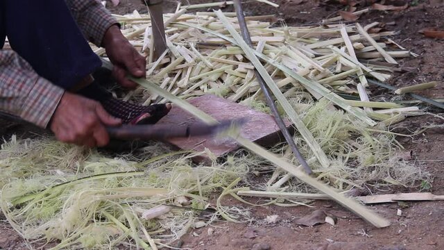 Scrape fiber from the bark of  schumannianthus dichotomus trunk by knife , prepared for weaving reed mat , handmade thai style