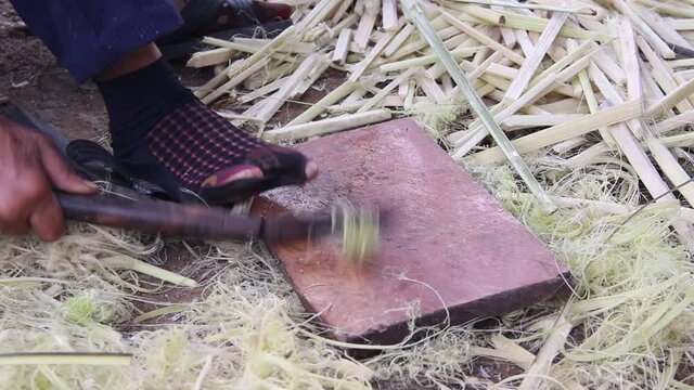 Close up Scrape fiber from the bark of  schumannianthus dichotomus trunk by knife , prepared for weaving reed mat , handmade thai style