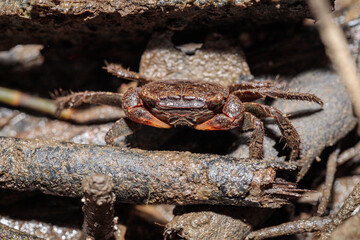 Grapsid Crab, Clyde River, NSW, January 2021