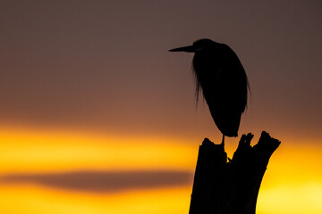 Portrait of coastal great blue heron silhouetted on tree trunk at sunset or sunrise with golden yellow sky background