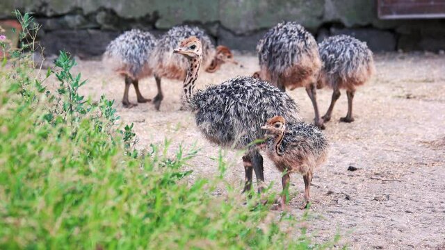Cute baby ostriches at a farm. Domestic birds outdoors. Breeding ostriches for meat.