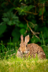 Cute portrait of a bunny rabbit in a field of grass looking at camera with ears up
