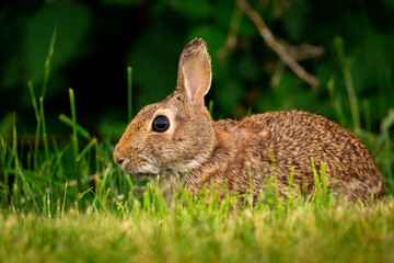 Naklejka na ściany i meble Cute portrait of a bunny rabbit in a field of grass looking at camera with ears up 