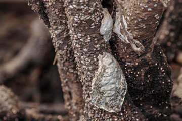 Oyster on mangrove, Clyde River, NSW, January 2021 © Jon Steinbeck