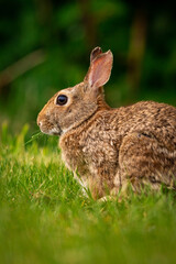 Cute portrait of a bunny rabbit in a field of grass looking at camera with ears up
