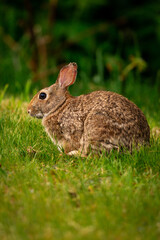 Cute portrait of a bunny rabbit in a field of grass looking at camera with ears up
