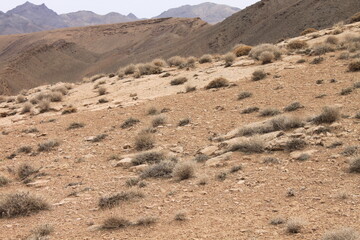 landscape in the desert