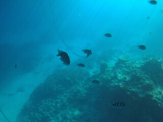 Fototapeta premium Tropical coral reef. Ecosystem and environment. Egypt. Near Sharm El Sheikh