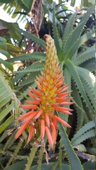 Flor de rapa Nui 