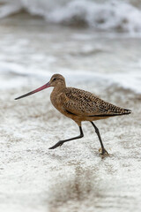 Shorebird with long beak foraging for food at sandy ocean beach with waves in background - Santa Barbara, California
