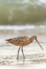 Shorebird with long beak foraging for food at sandy ocean beach with waves in background - Santa Barbara, California