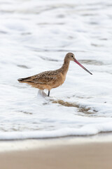 Shorebird with long beak foraging for food at sandy ocean beach with waves in background - Santa Barbara, California