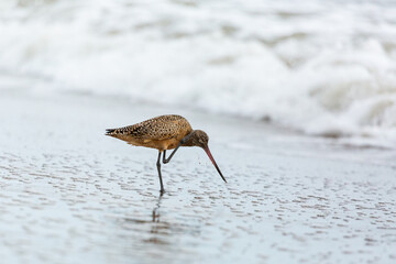 Shorebird with long beak foraging for food at sandy ocean beach with waves in background - Santa Barbara, California