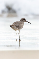 Shorebird with long beak foraging for food at sandy ocean beach with waves in background - Santa Barbara, California